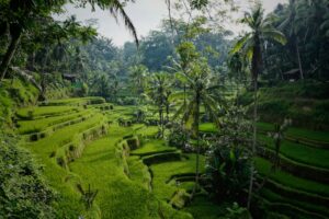 Bali Elmas Paket Turu